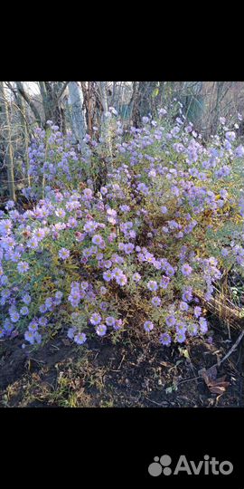 Рассада многолетних цветов