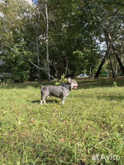 Кобель лиловый тан вязка