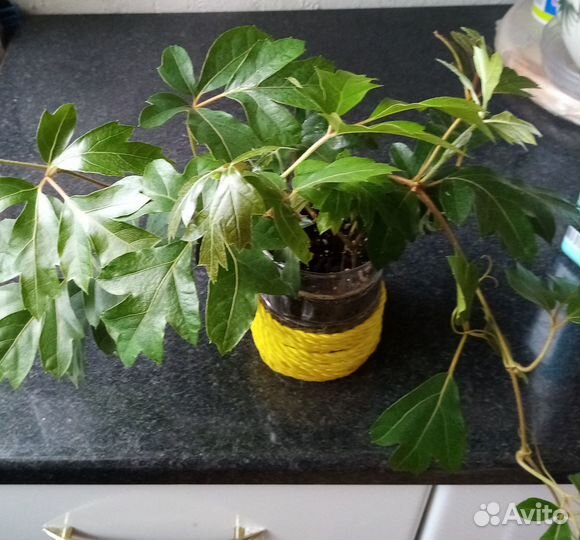 Циссус Элен Даника