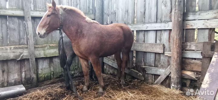 Советский тяжеловоз