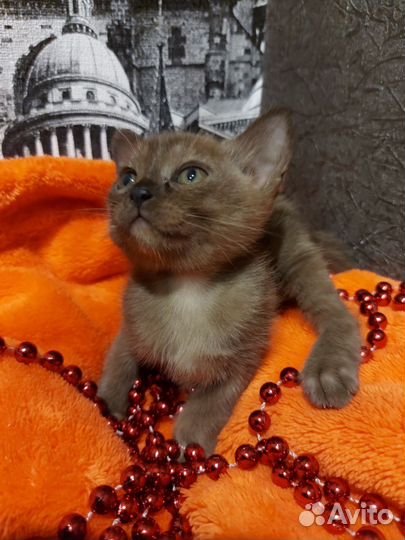 Бурманские котятки