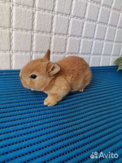 Малыши карлики разные окрасы