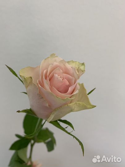 Роза, роза кении, букет роз