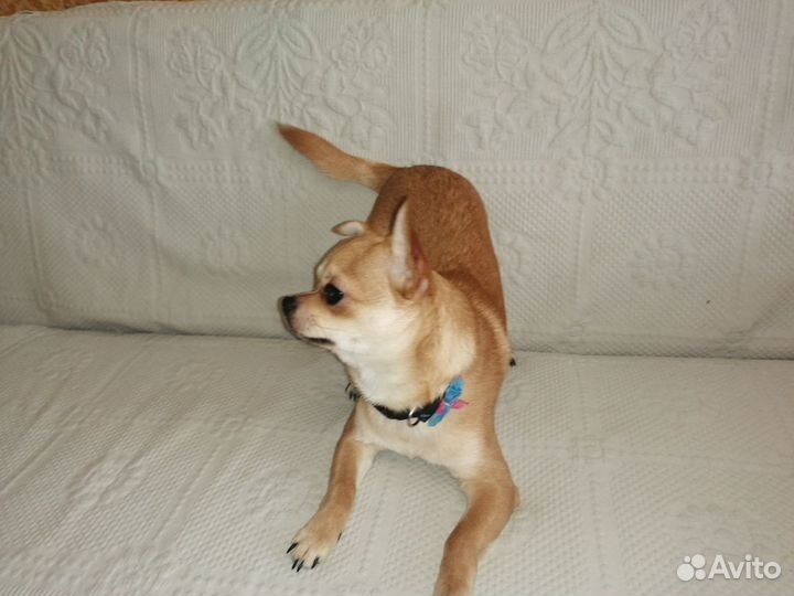 Вязка Чихуахуа