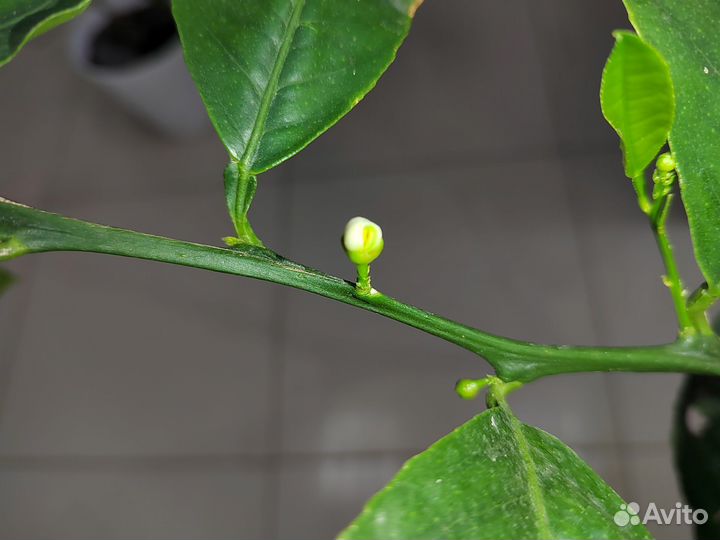 Лимон Мэйер