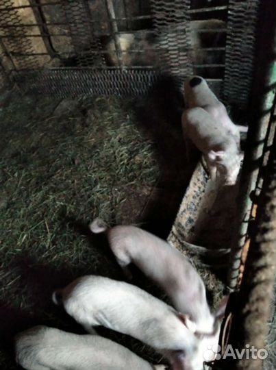 Поросенок ландрас