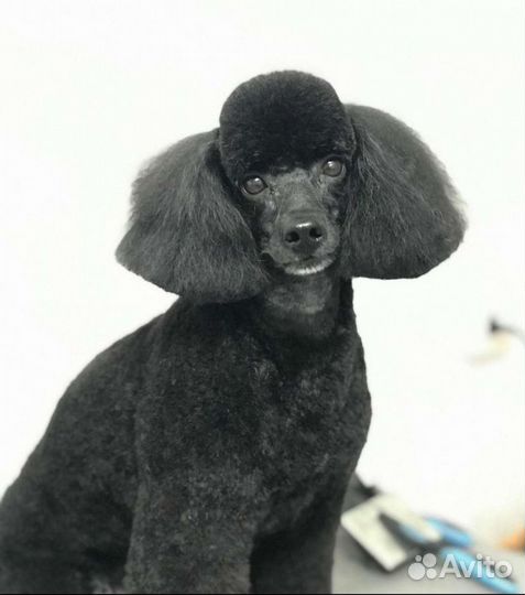 Пудель вязка