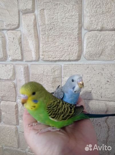 Птенцы волнистый попугай