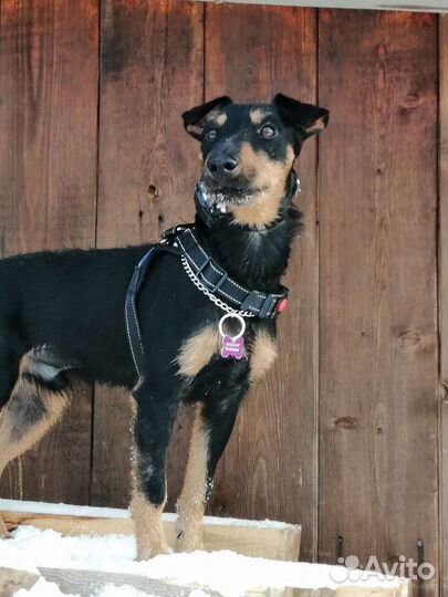 Ягдтерьер ищет невесту