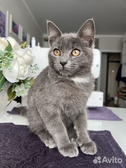 Котенок ищет дом