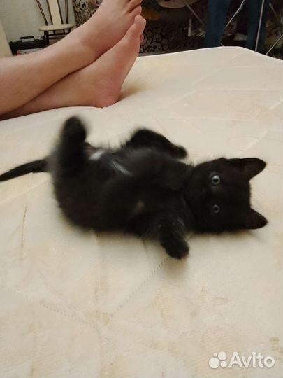 Котенок мальчик бесплатно