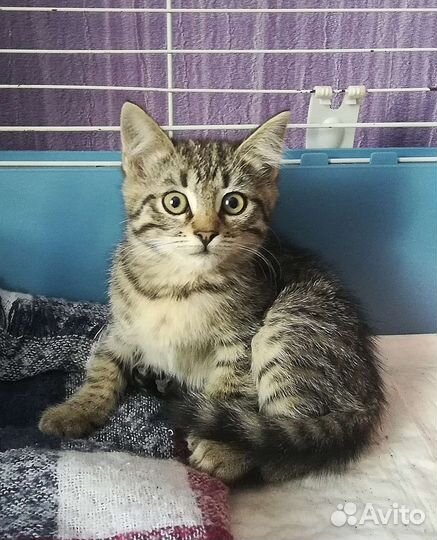 Котёнок мальчик в дар