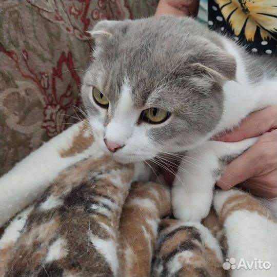 Отдам в добрые руки