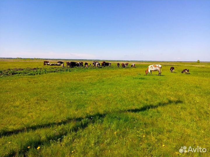 Коровы быки телята