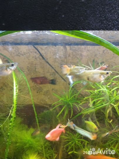 Гуппи эндлера