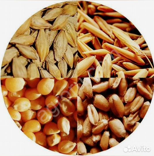 Пшеница, ячмень, овес 14 р/кг