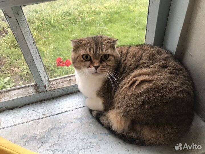 Одам кошку в добрые руки