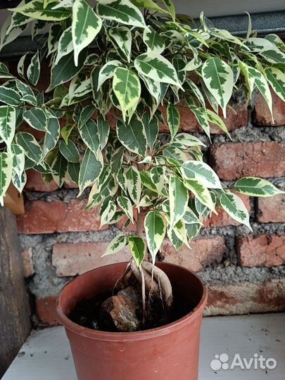 Комнатные цветы