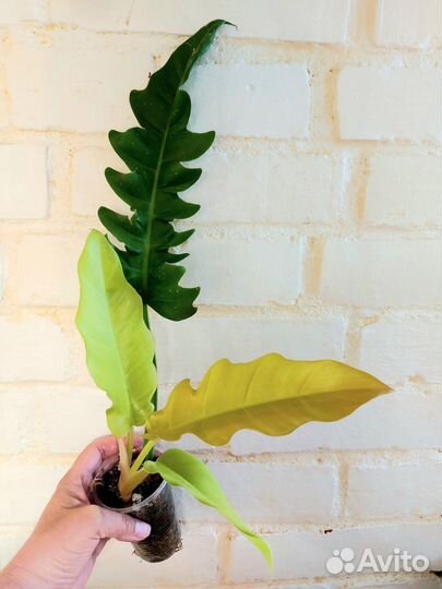 Филодендрон Golden Saw (Гольден Сав)