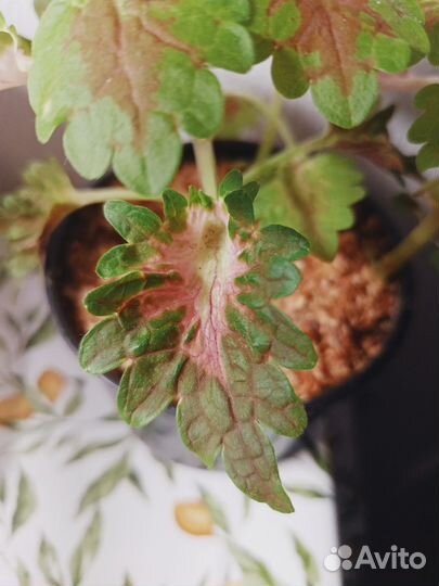 Цветок Колеус Визард Корал восход