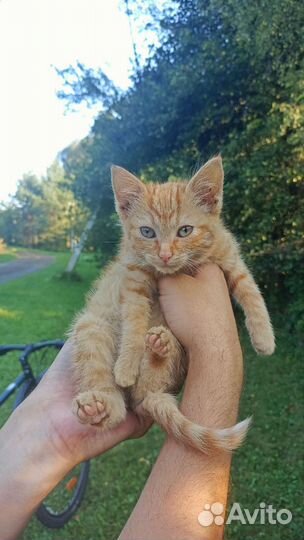 Три котенка ищут новый дом
