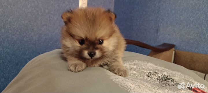 Щенки шпица