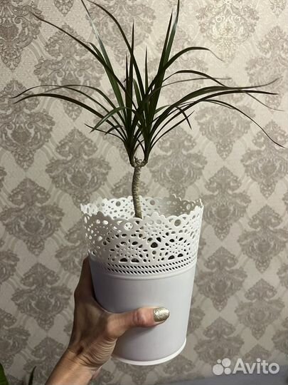 Драцена