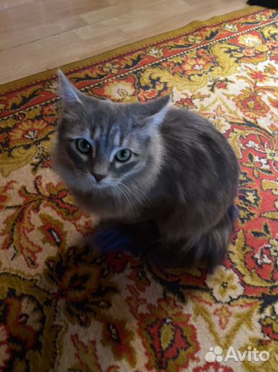 Котятки в добрые руки