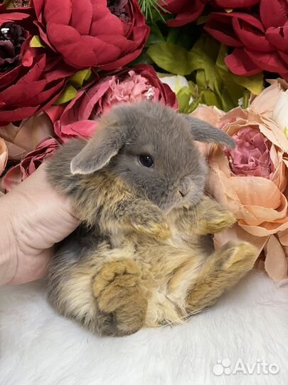 Кролик цветной карлик