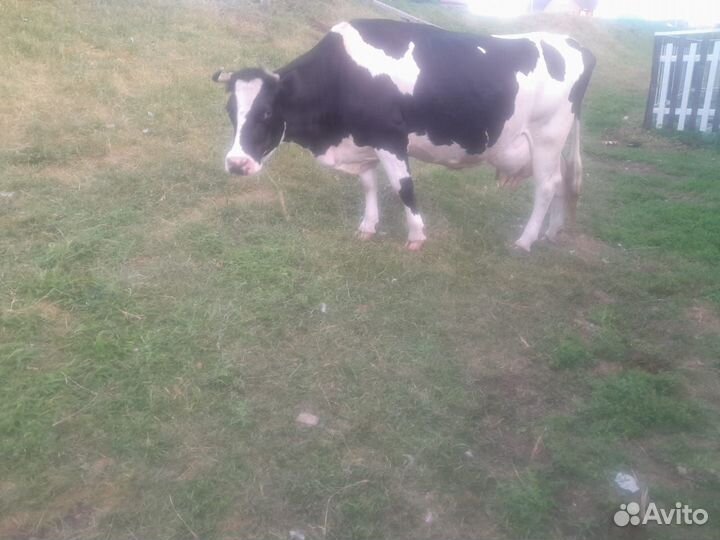 Корова стельная дойная