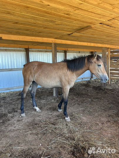 Продаю кабылу 1,5 года