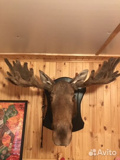 Чучело лося