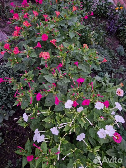 Мирабилис (ночная красавица) семена