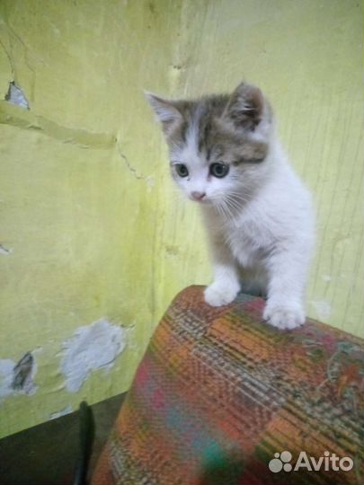 Кошка в дар бесплатно