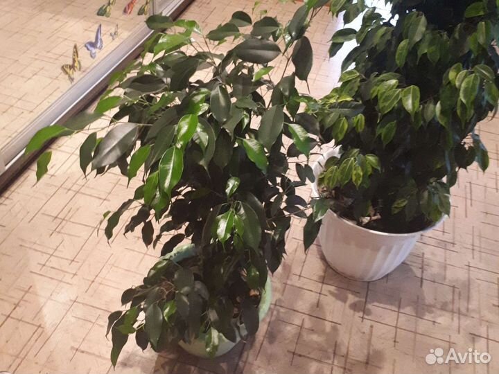 Фикус бенджамина