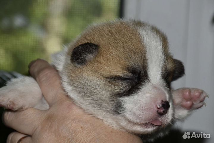 Вельш корги пемброк щенки