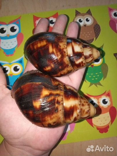 Улитки архахатины