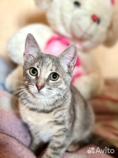 Жемчужная нежная принцесса Грейс ищет дом