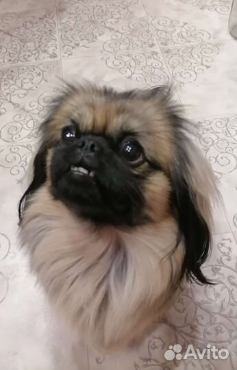 Вязка пекинес