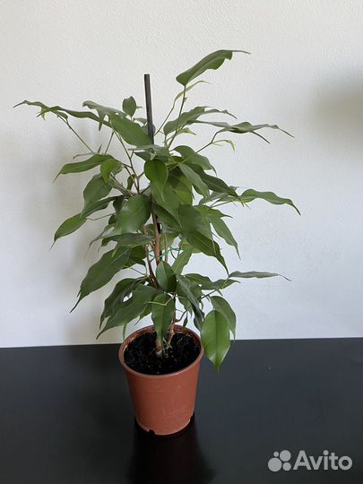 Фикус бенджамина