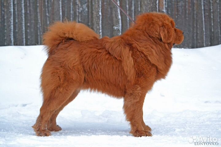 Мастиф вязка, щенки