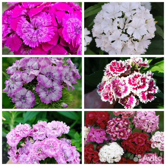 Турецкая гвоздика