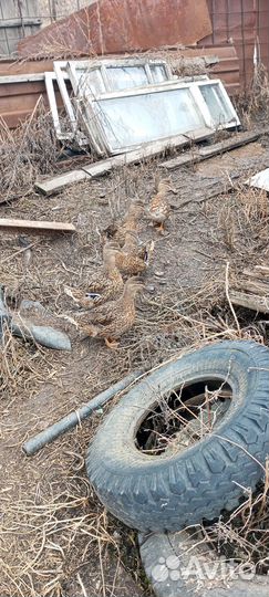 Подсодная утка