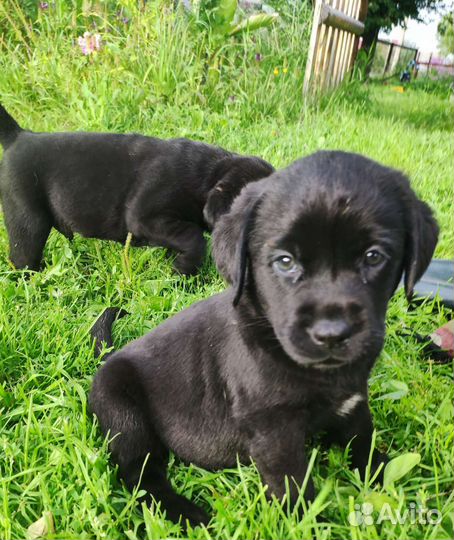 Щенки лабрадора