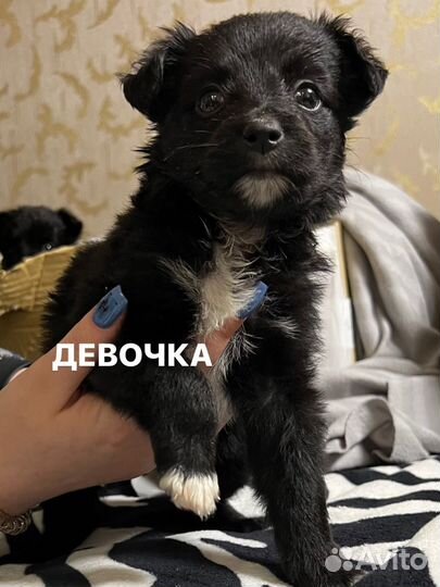 Щенки
