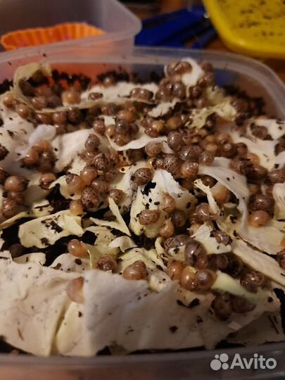 Улитка Ахатина