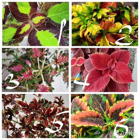 Колеусы вегетативные