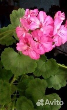 Герань, фиалки И многое другое