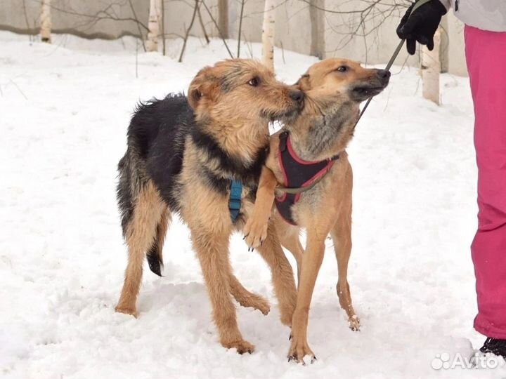 Аким.он ещё щенок. Подготовительная группа
