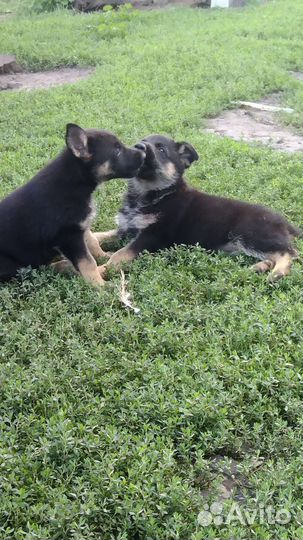 Немецкая овчарка+вео